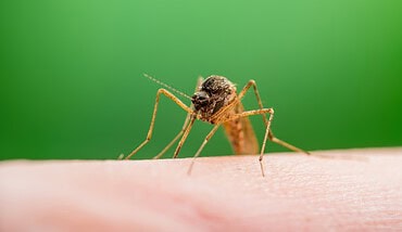 Malaria Infected Mosquito Bite
