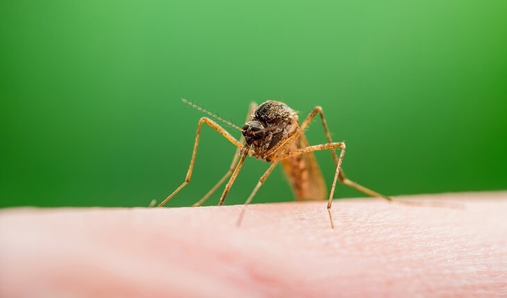 Malaria Infected Mosquito Bite
